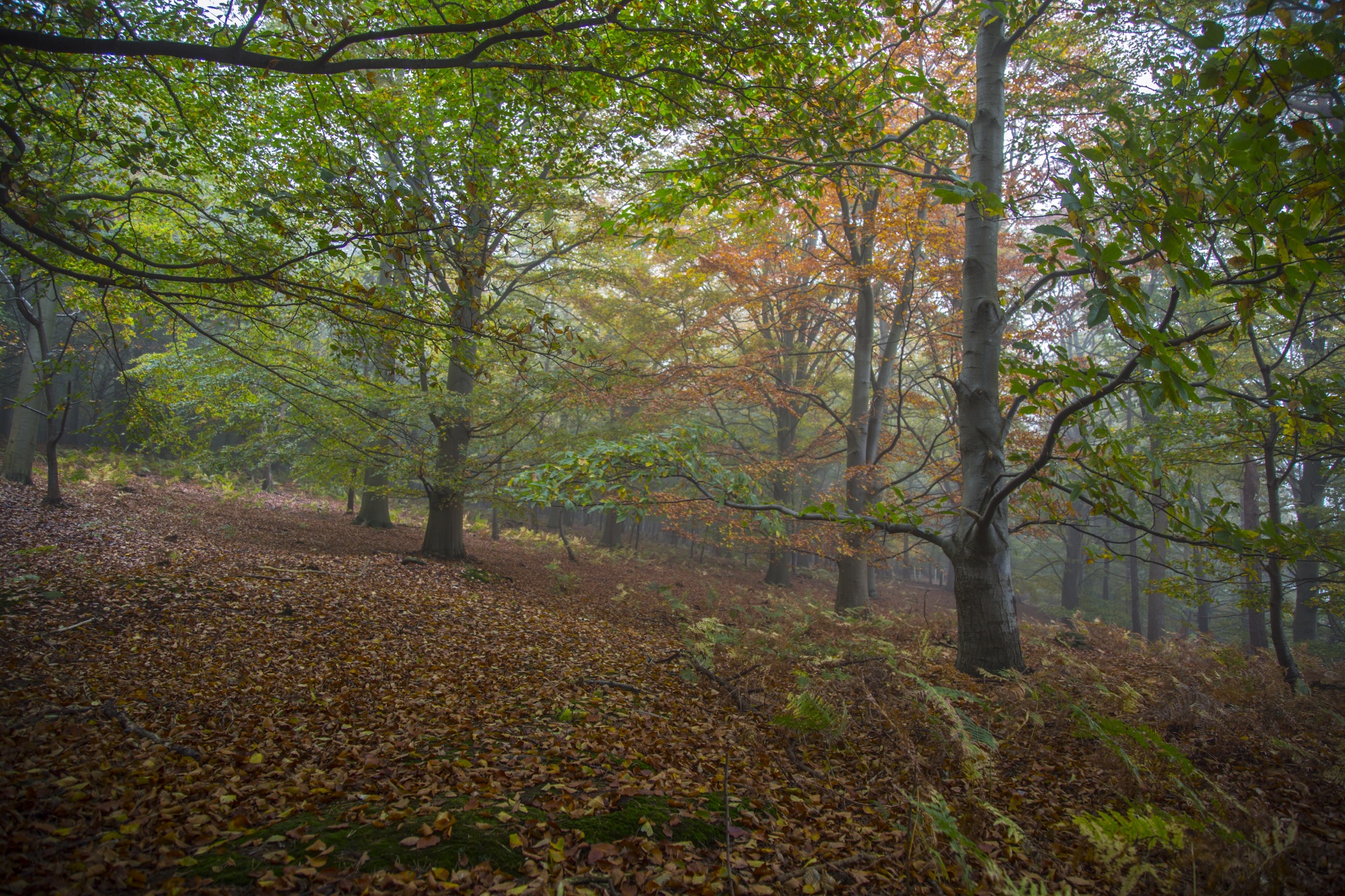 forest lord sunlight free photo