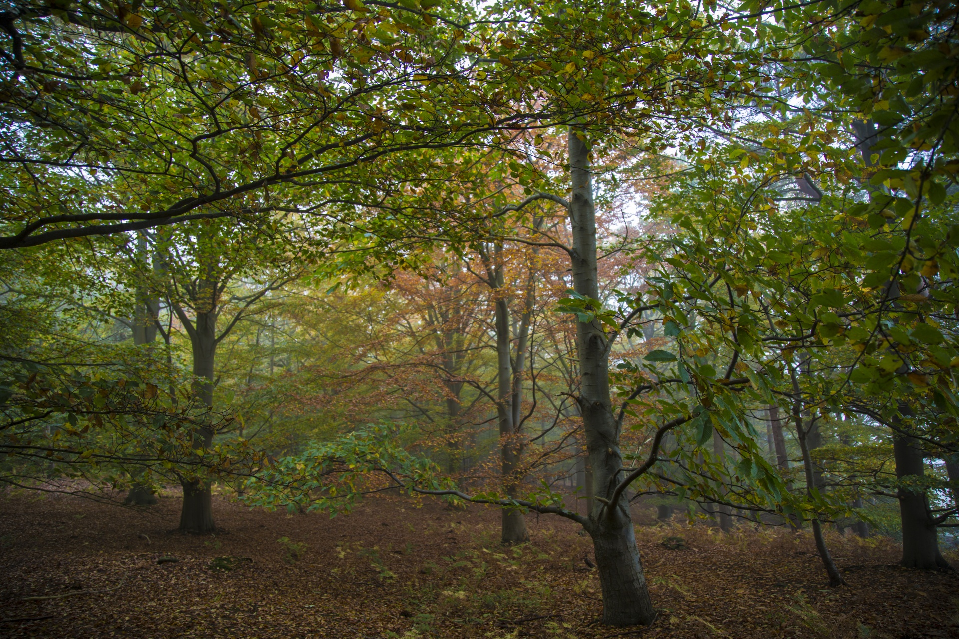 forest lord sunlight free photo