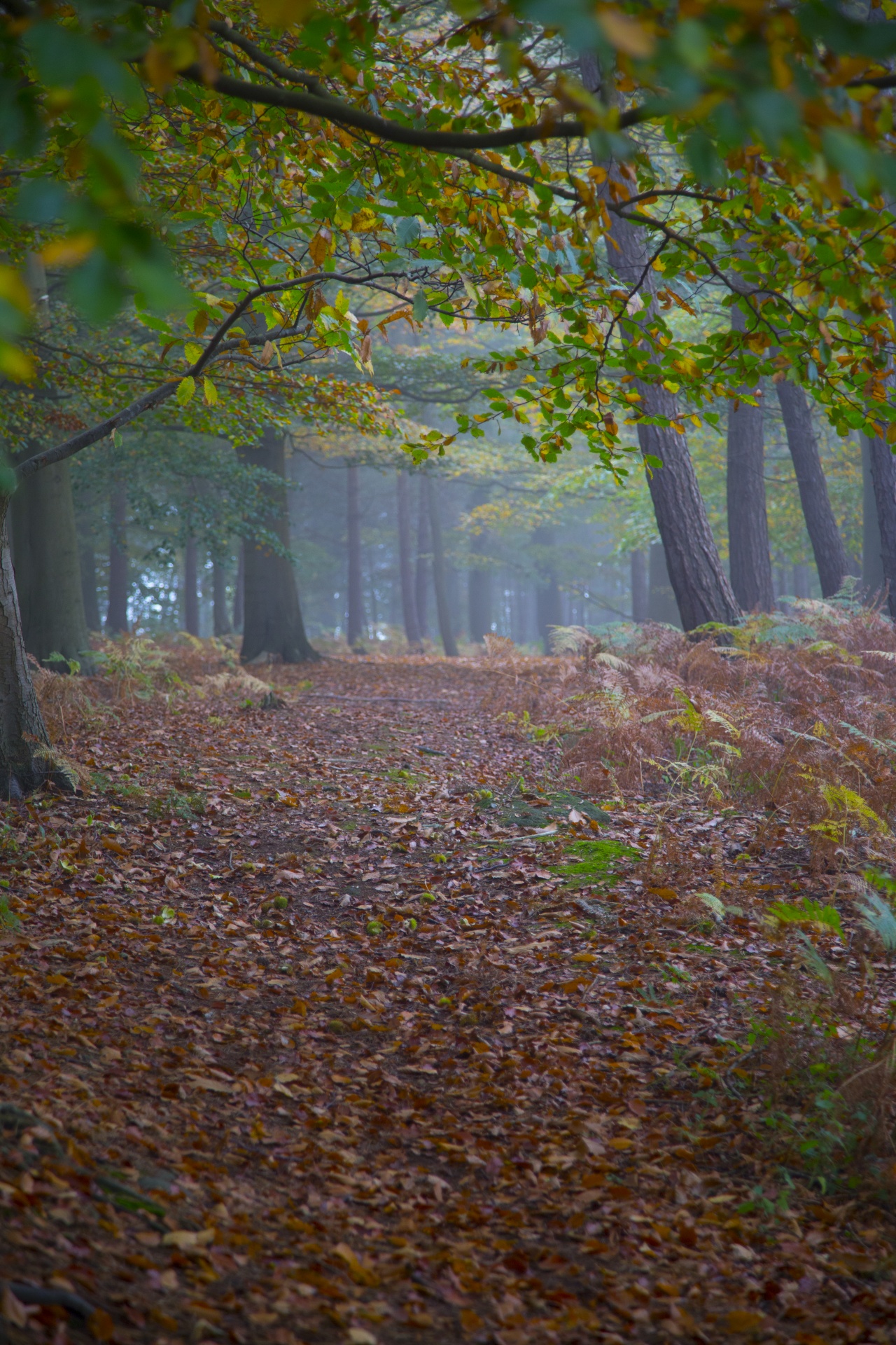 forest lord sunlight free photo