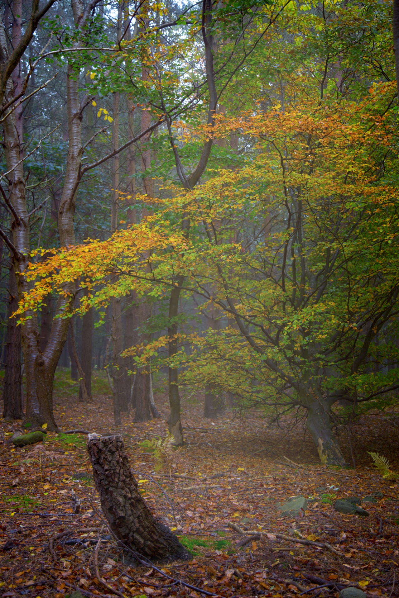 forest lord sunlight free photo