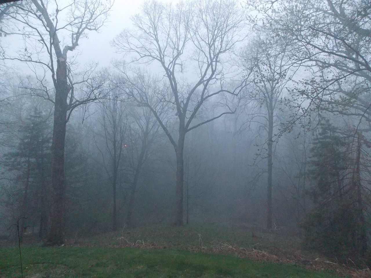 foggy forest fog trees free photo