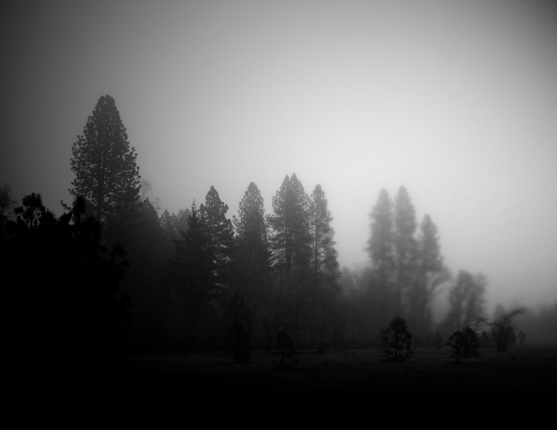fog trees oregon free photo