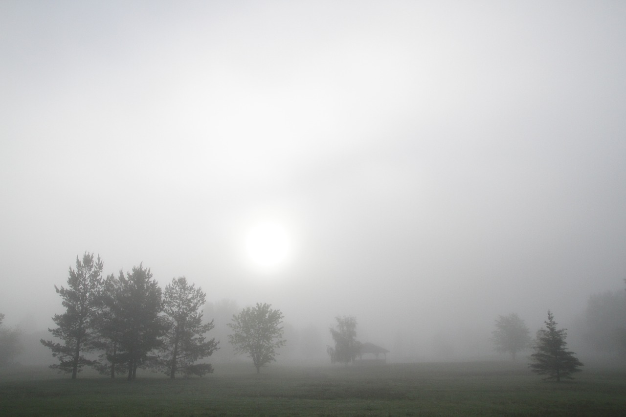 foggy park fog trees free photo