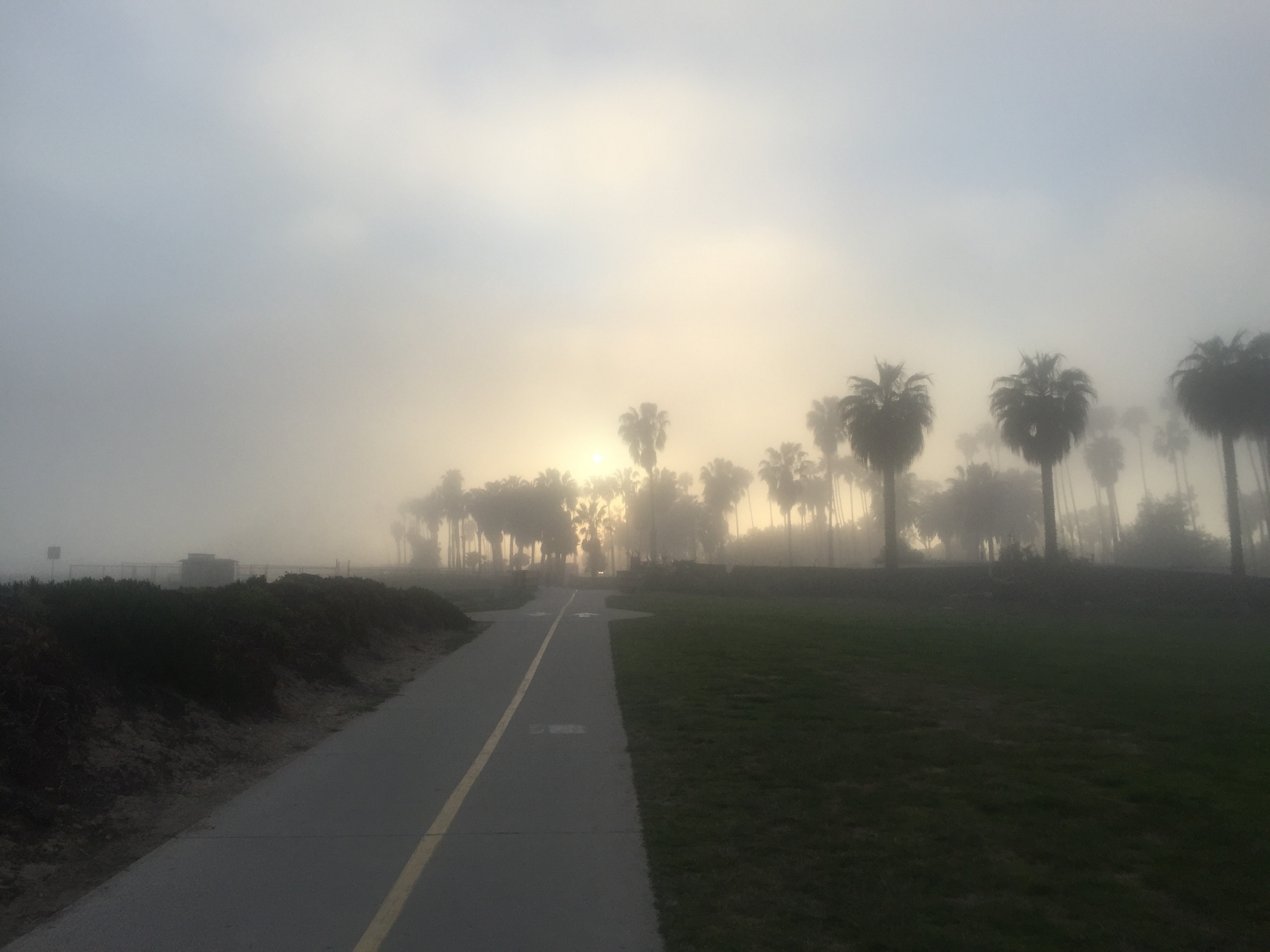 palm tree fog path free photo