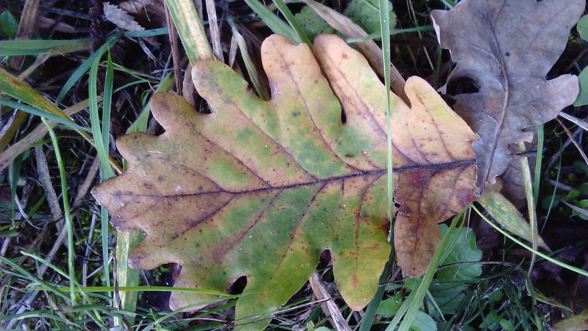 leaf autumn leaf free photo