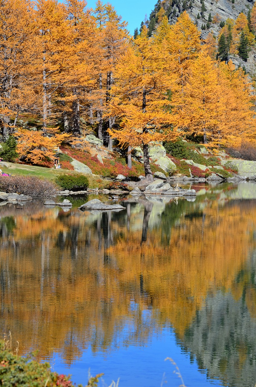 fogliage  lake  autumn free photo