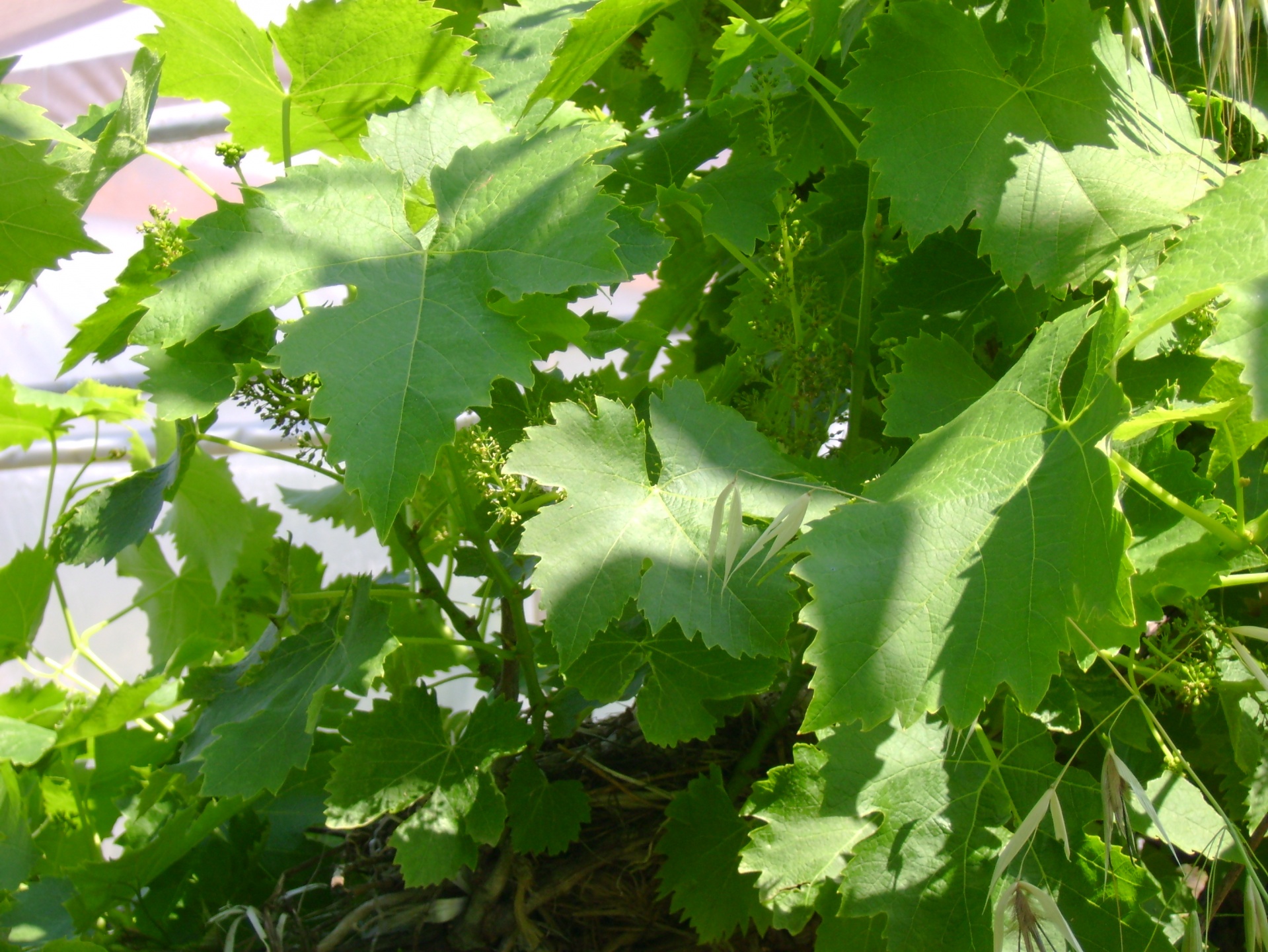 nature vine wine free photo