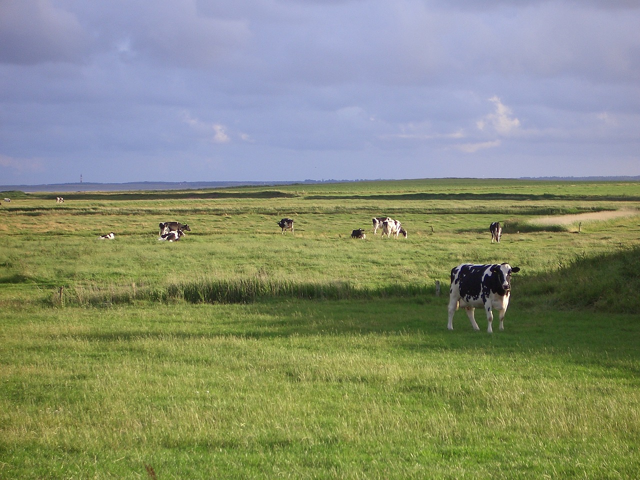 föhr landscape cows free photo