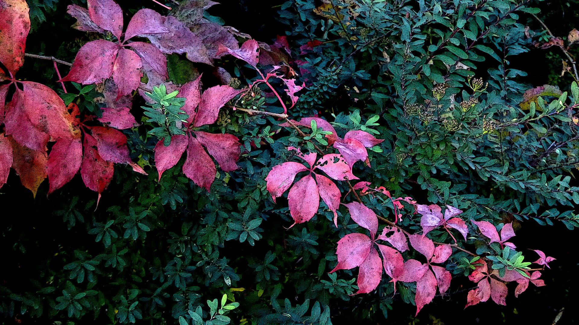 pink green branch bush free photo