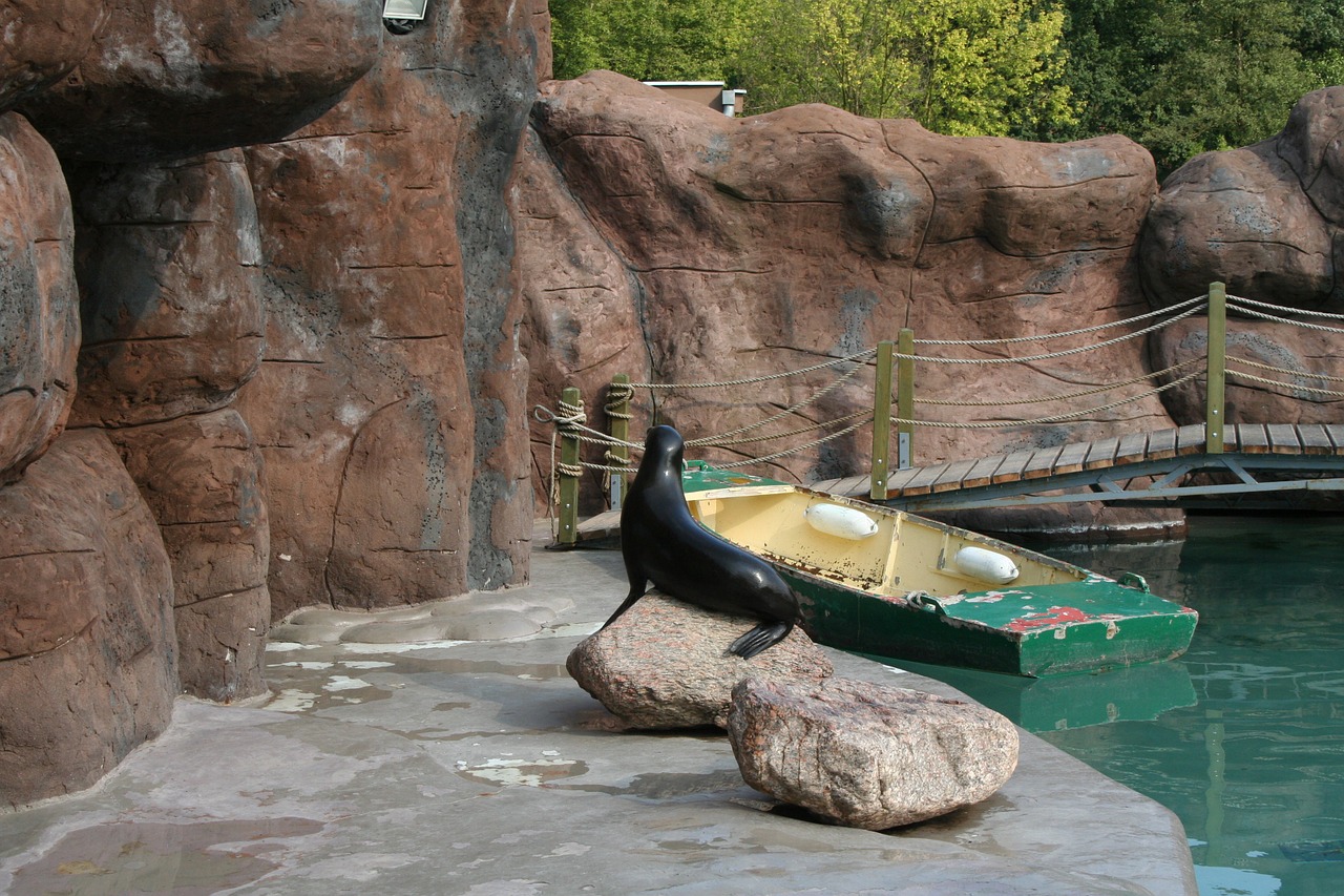 foka sea ​​lion zoo free photo