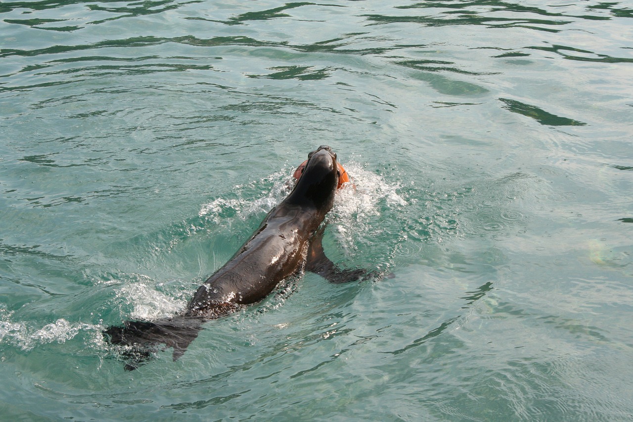 foka zoo sea ​​lion free photo