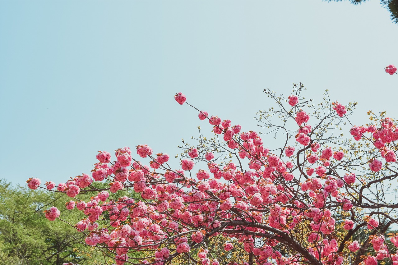 fold cherry flowers spring free photo