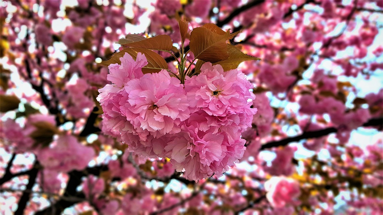 fold cherry  king triple cherry  cherry tree free photo