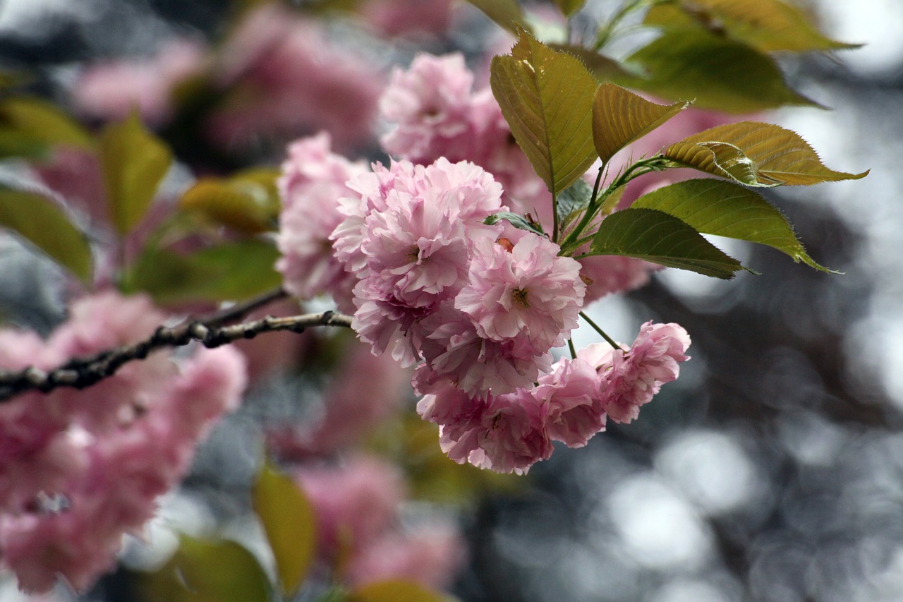 fold cherry tree  cherry tree  fold cherry free photo