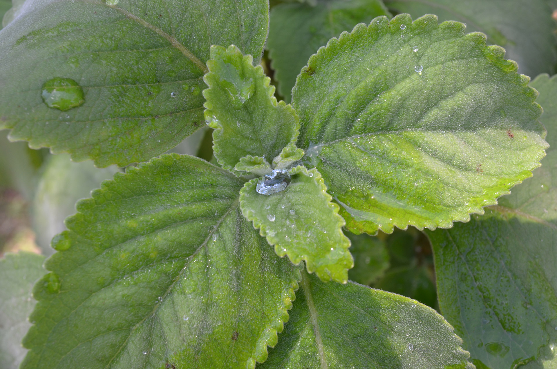 green leaf water drops green leaf free photo