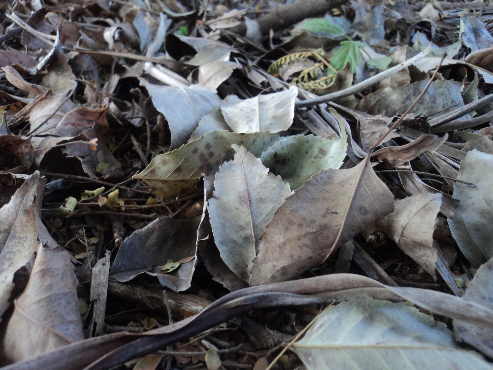 dried leaves trees free photo