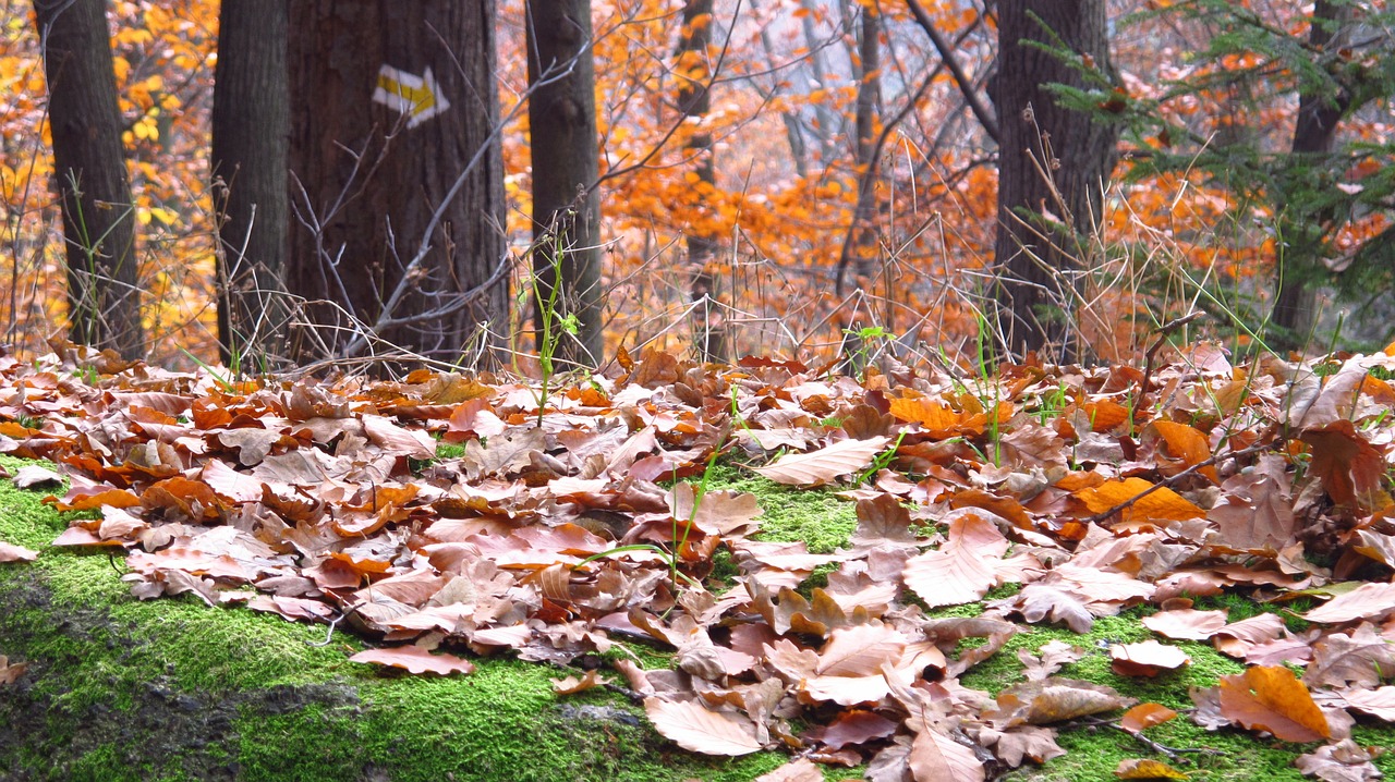 foliage forest tree free photo