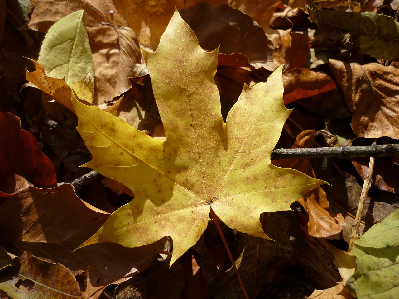 foliage holidays yellow free photo