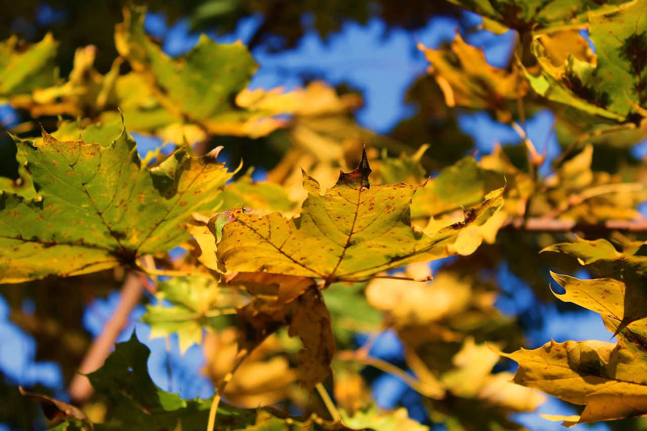 foliage autumn nature free photo