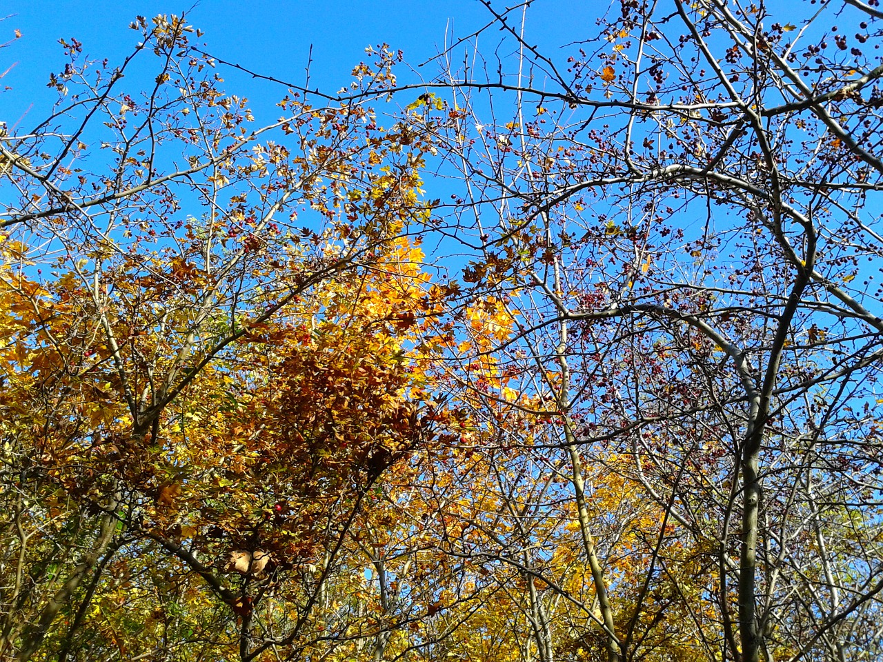 foliage autumn autumn gold free photo