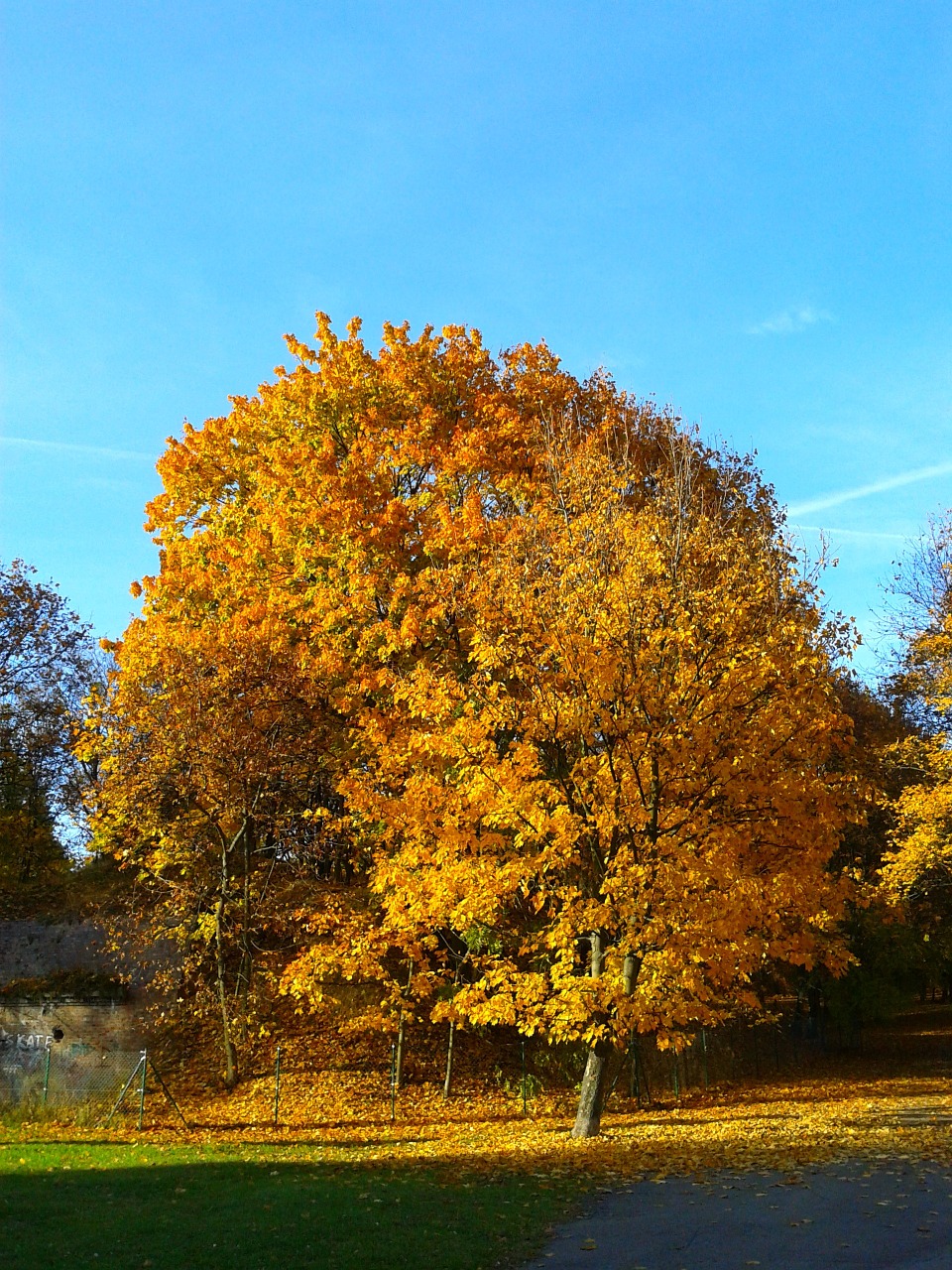 foliage autumn autumn gold free photo