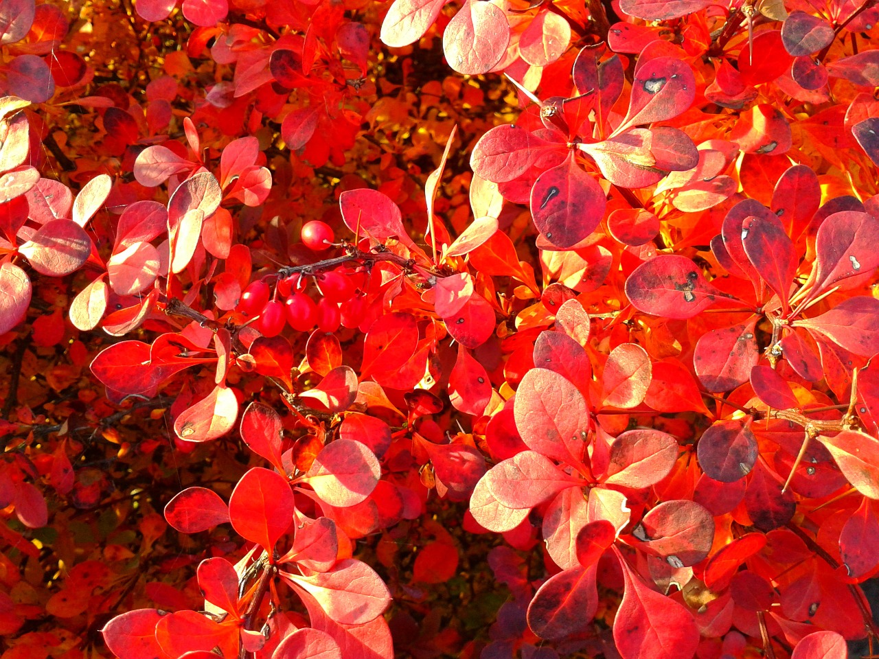 foliage red autumn free photo