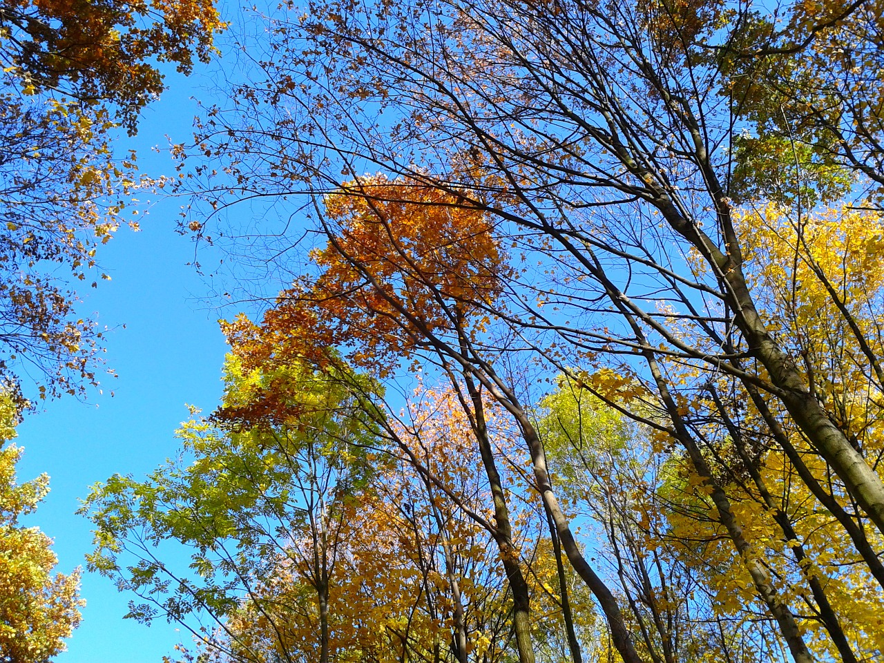 foliage autumn autumn gold free photo