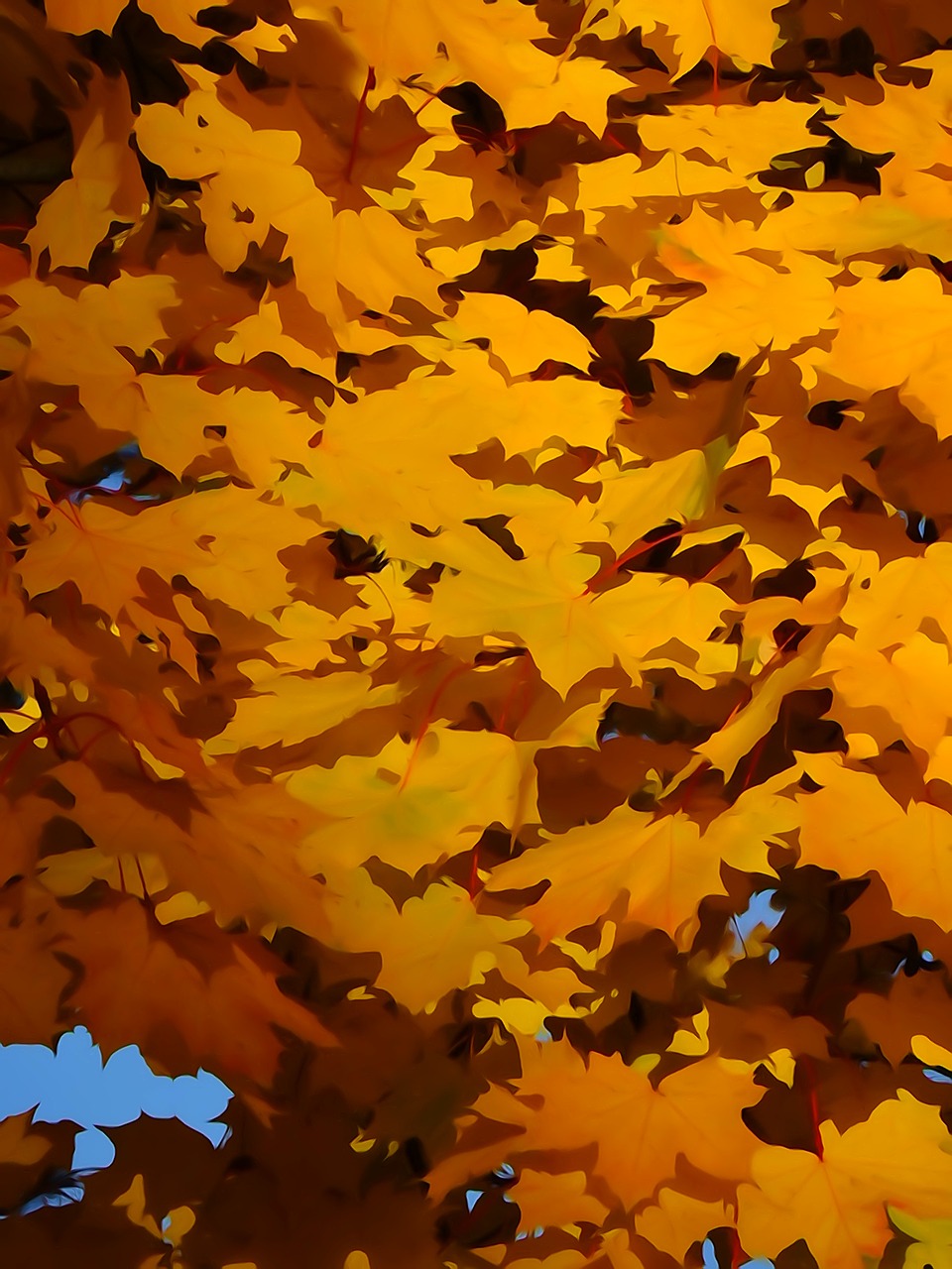 foliage autumn yellow leaves free photo