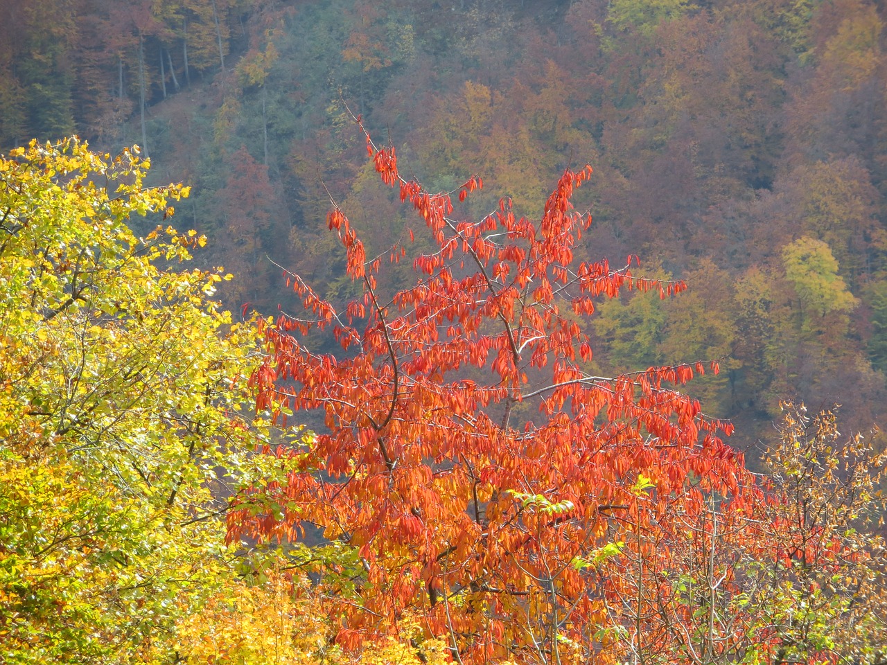 foliage fall nature free photo