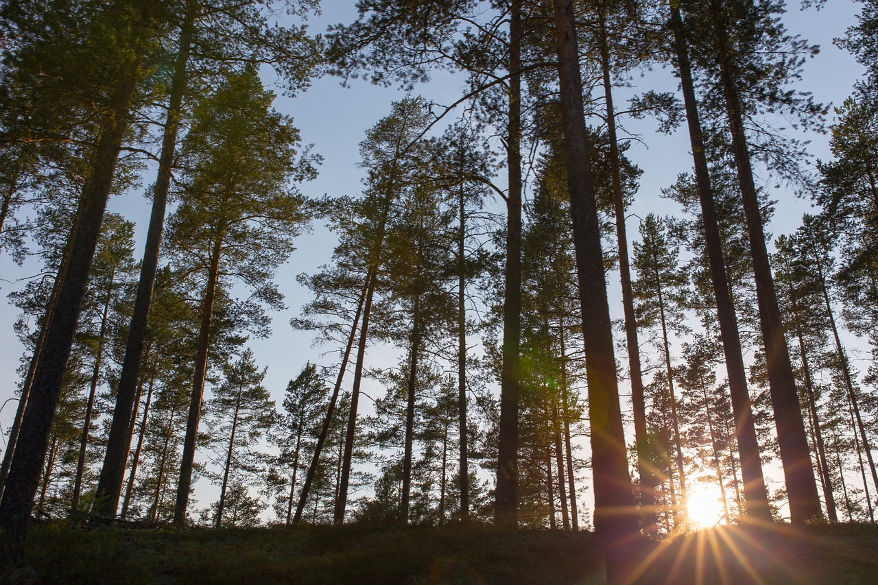 foliage trees sunset free photo