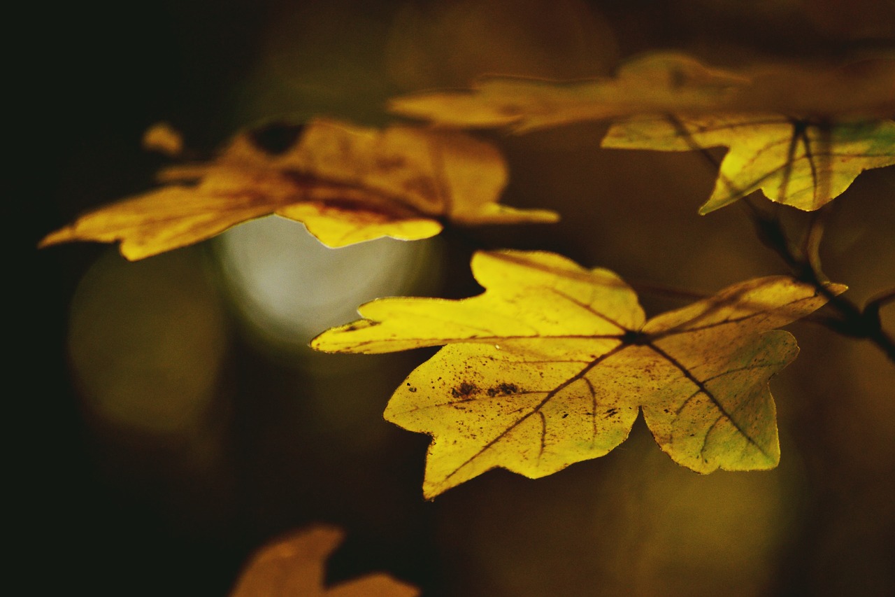 foliage autumn forest free photo