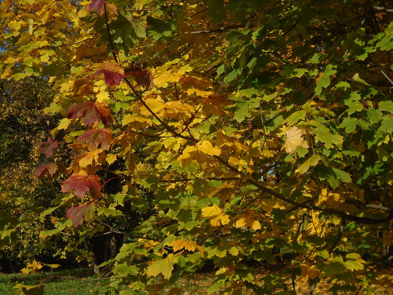 foliage autumn wood free photo