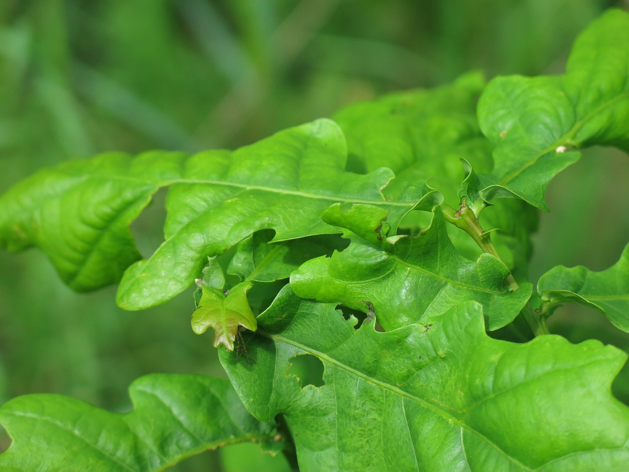 foliage green nature free photo