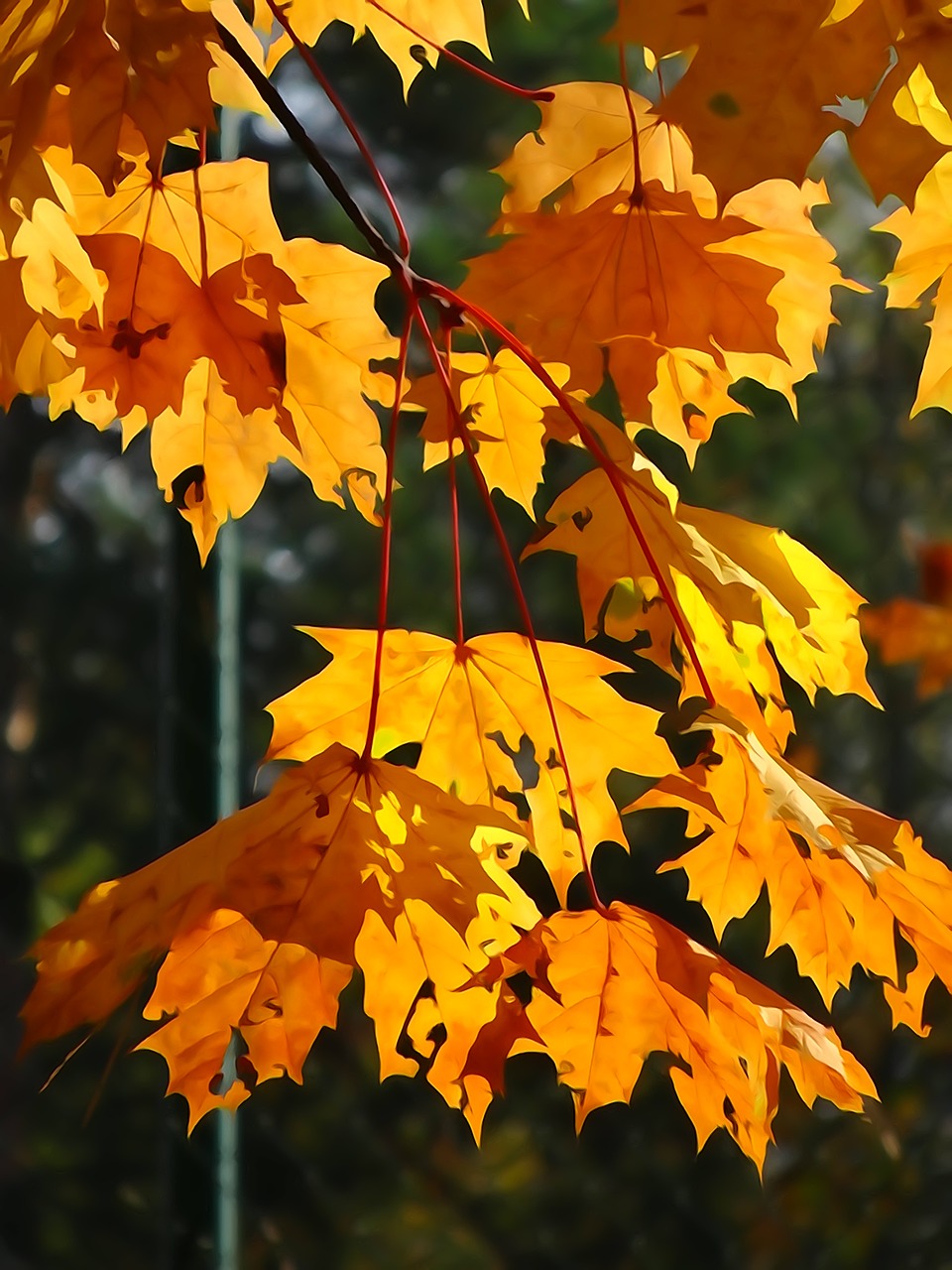 foliage autumn yellow leaves free photo