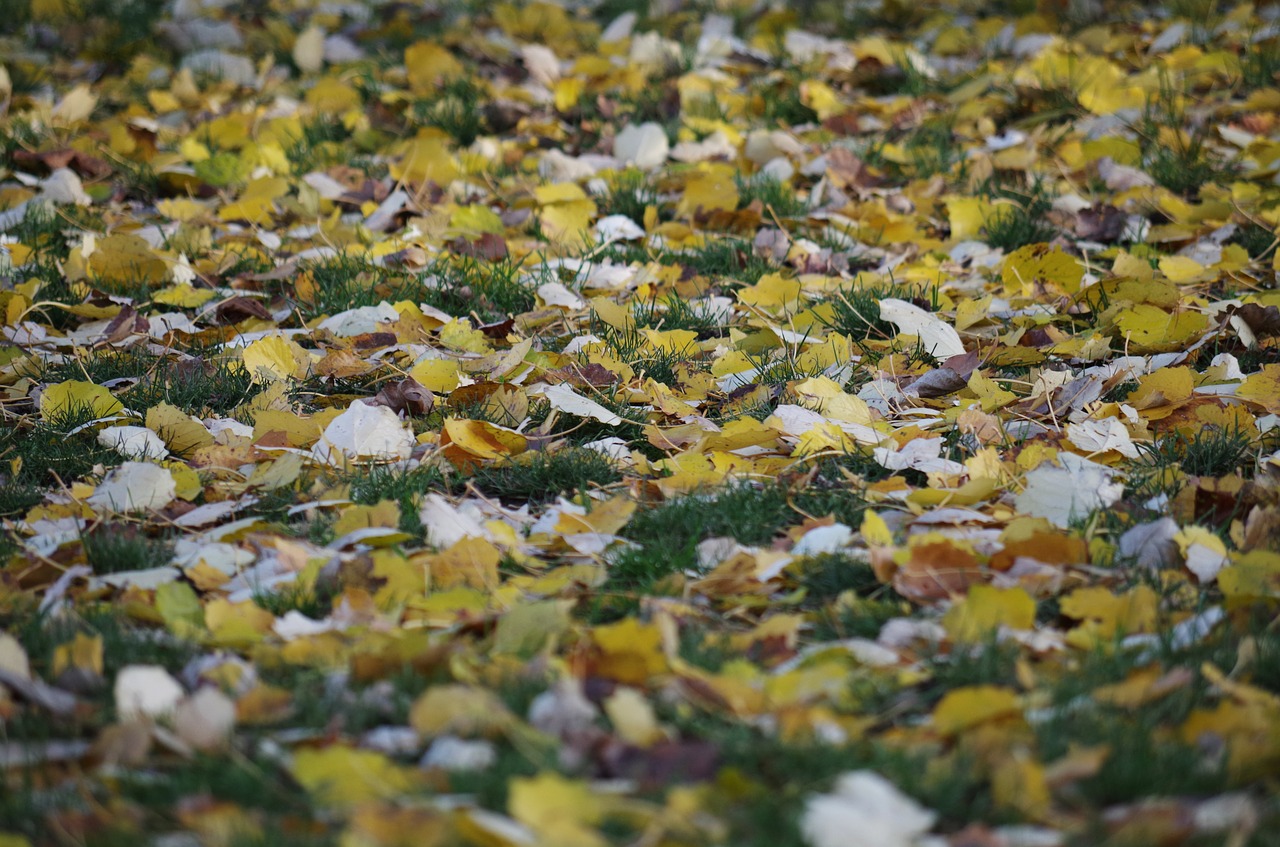 foliage autumn nature free photo