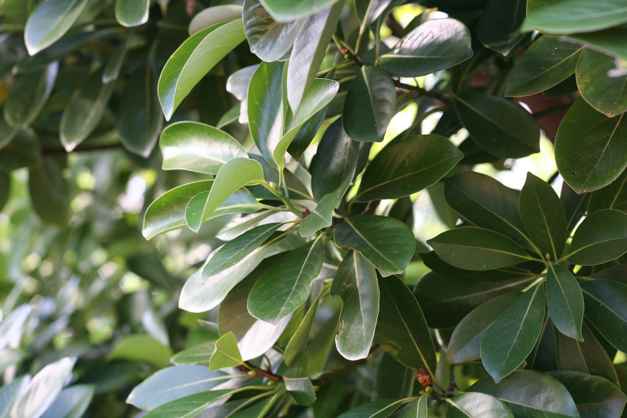 foliage bush plant free photo