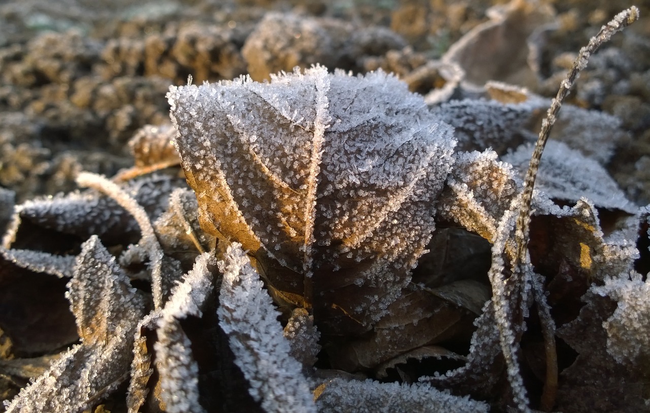 foliage wintery rime free photo