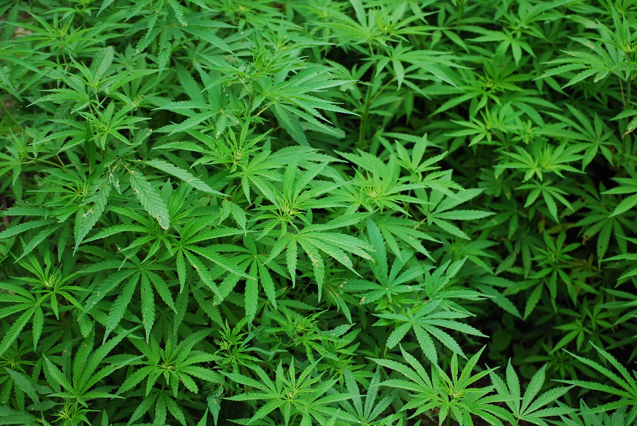 foliage cannabis marijuana free photo