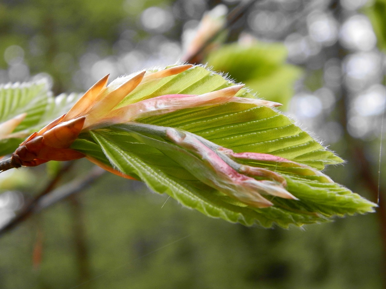 bud foliage beech free photo