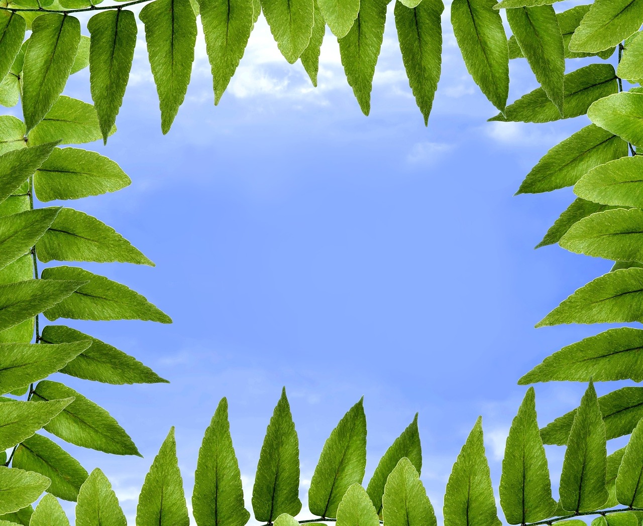 foliage polypody sky free photo