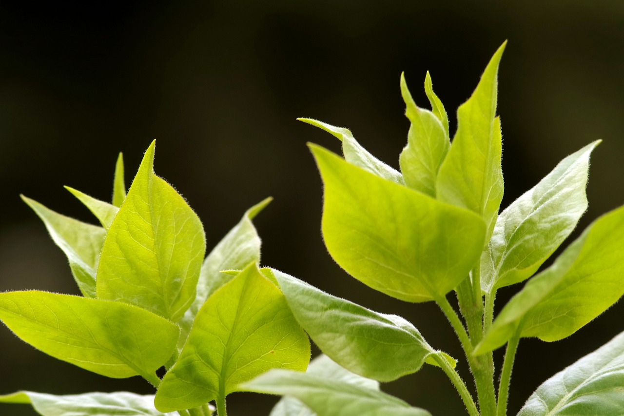 foliage plant nature free photo