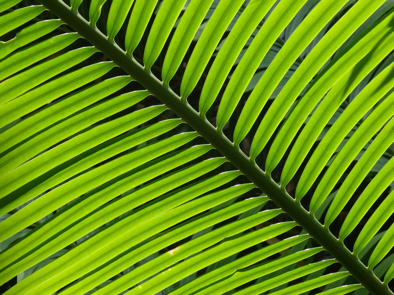 foliage green palm leaves free photo