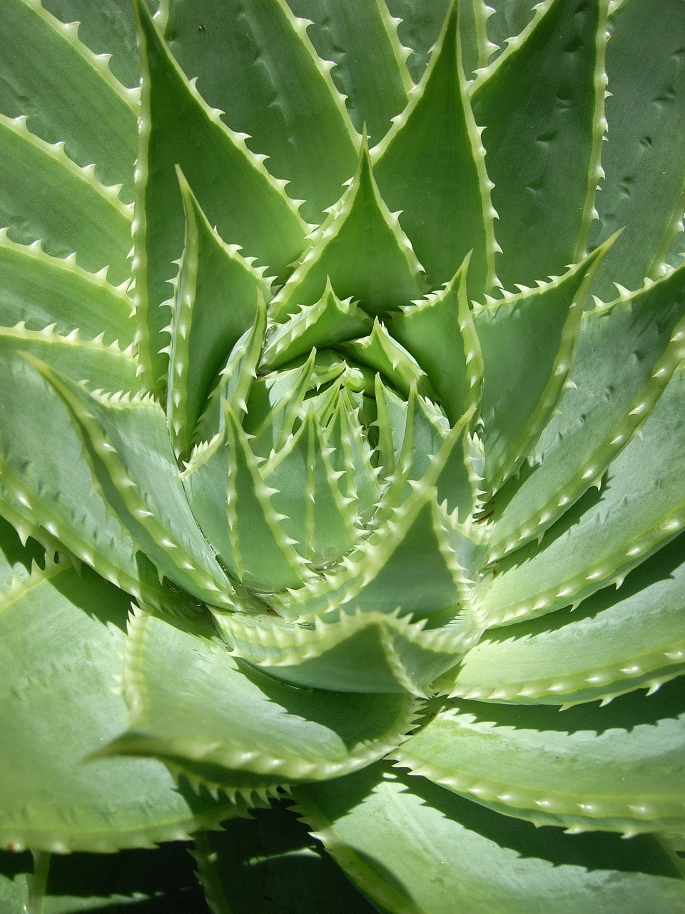 foliage cactus plant free photo