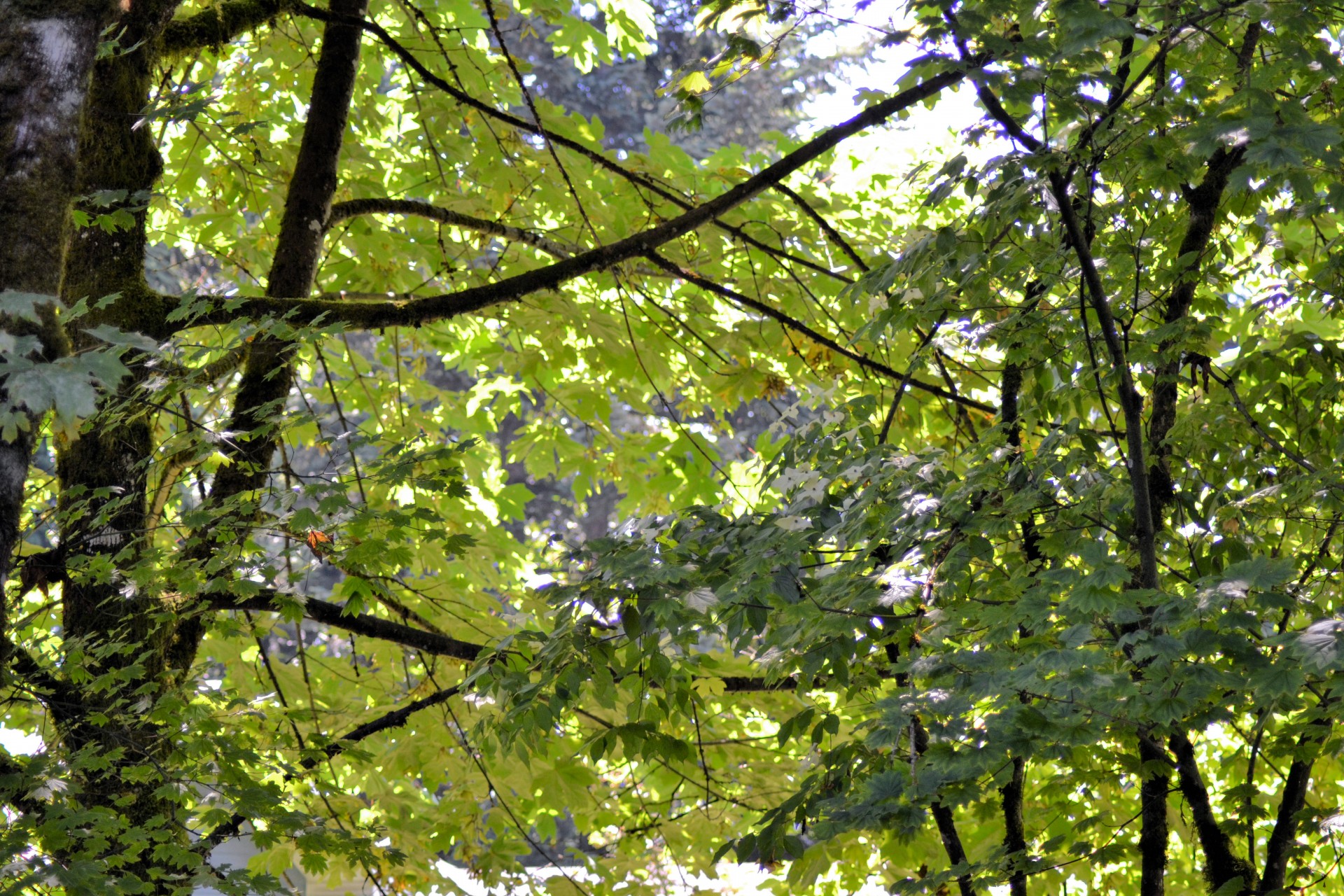 foliage green leaves free photo