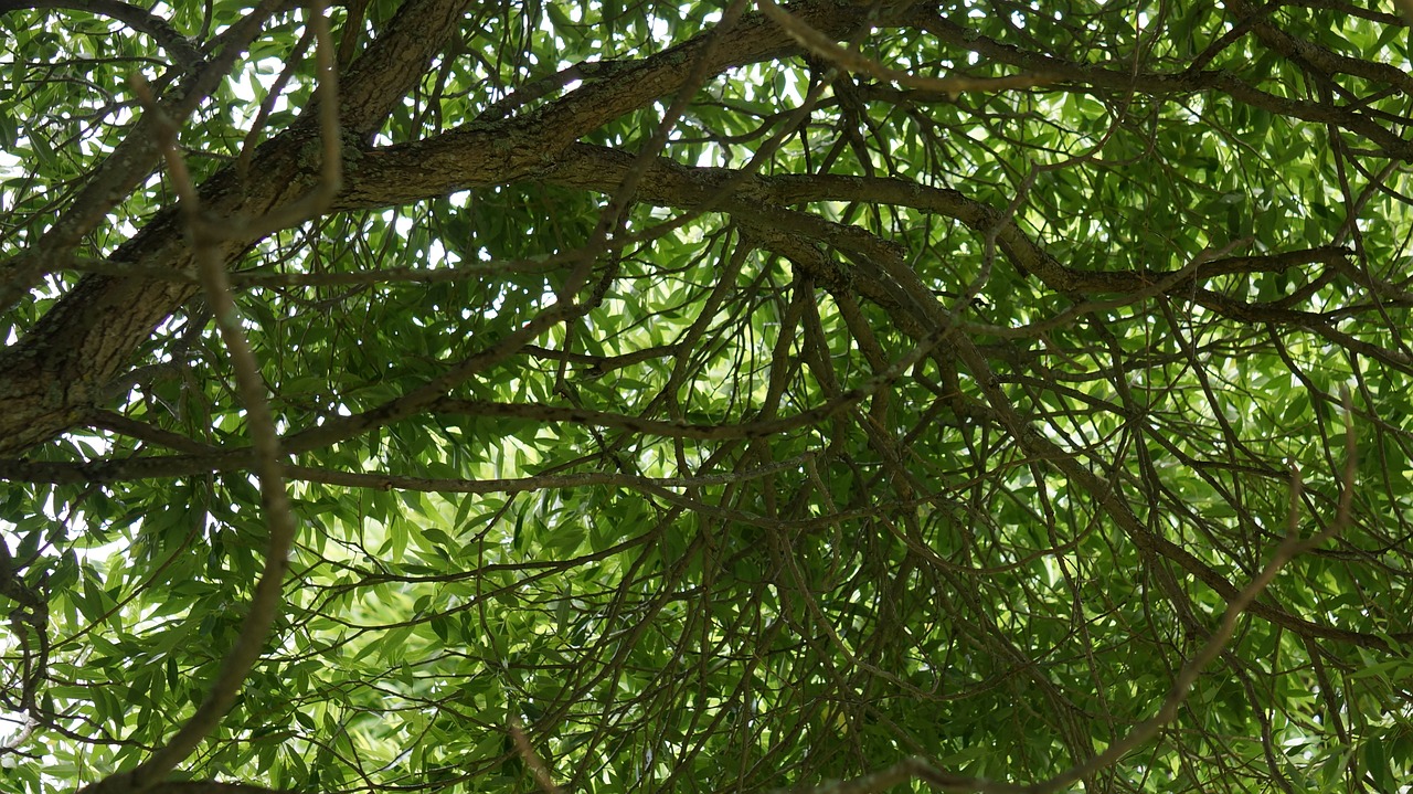 foliage silver willow deciduous tree free photo