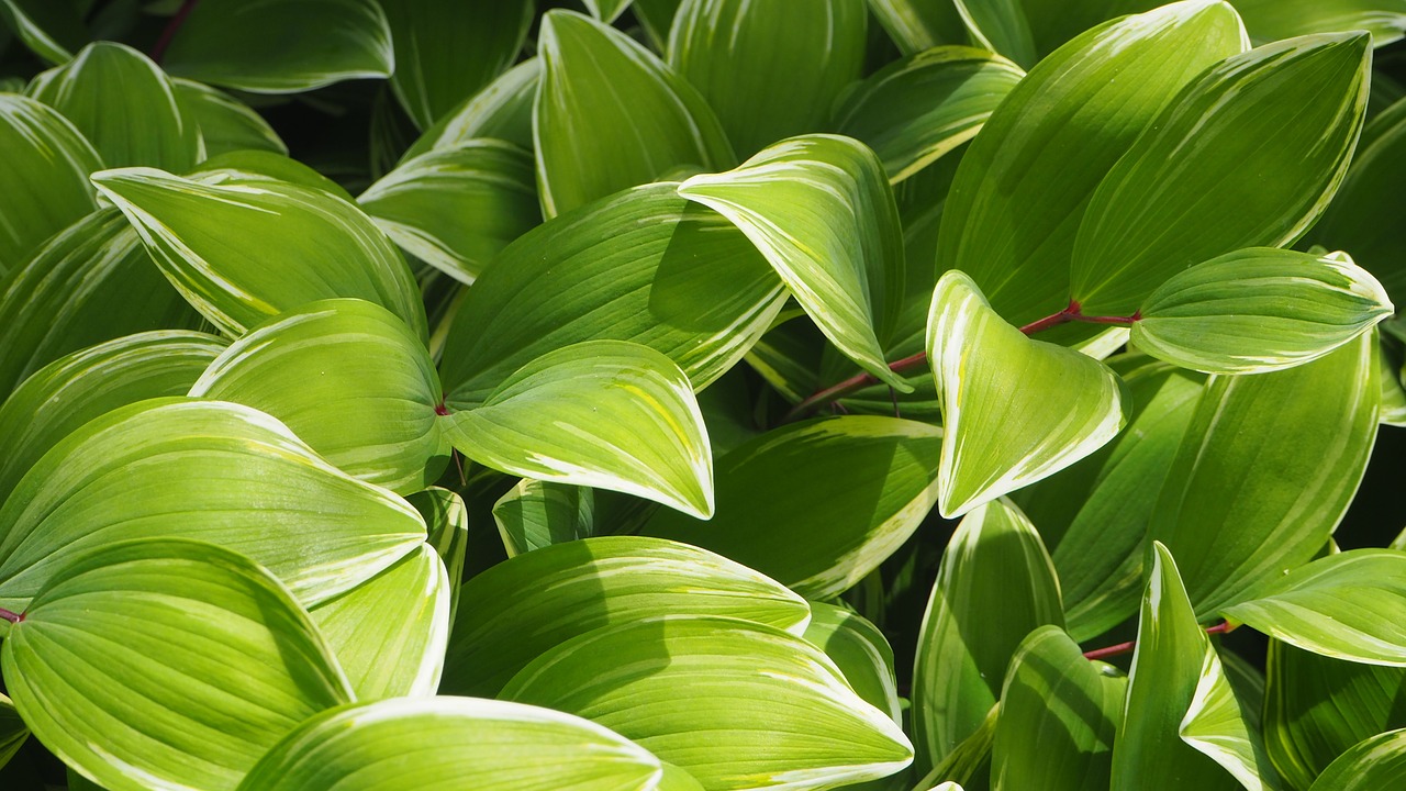 foliage bush green free photo