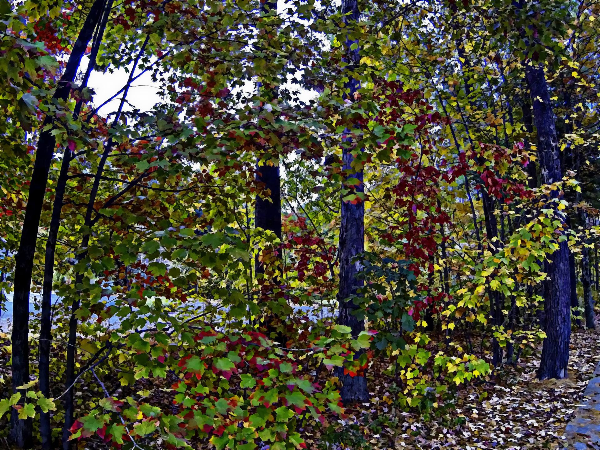 autumn foliage leaves free photo