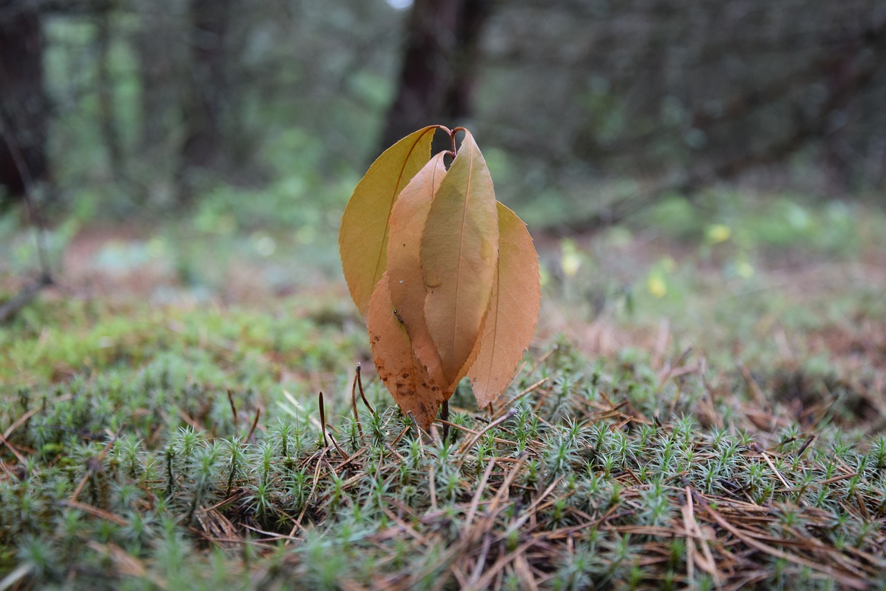 foliage bush plant free photo