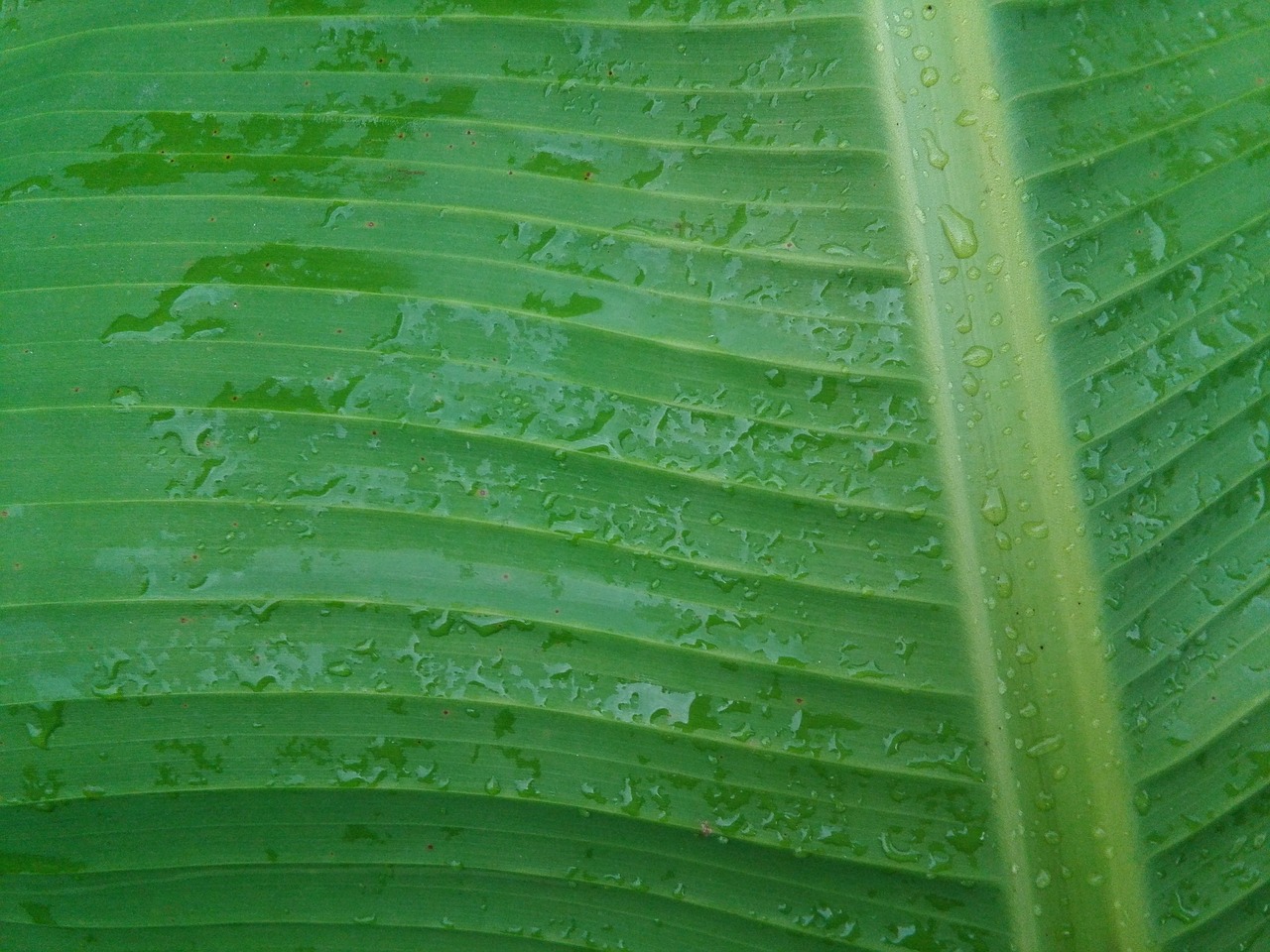 foliage plant green free photo