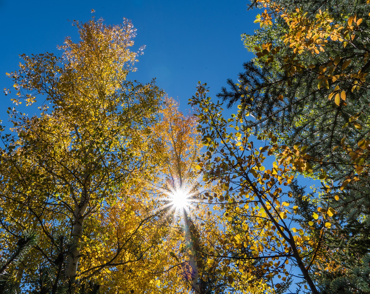 foliage sunstar sky free photo